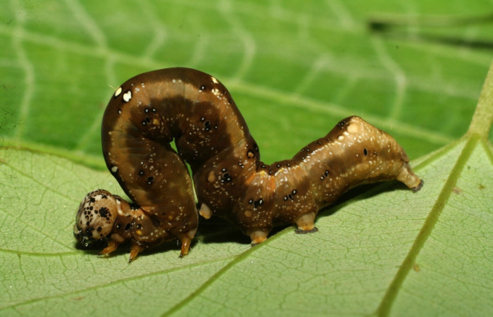 Figura 4. <i>Gonodonta</i> sinaldusDHJ13 (Erebidae). Penúltimo estadio, parte lateral. Voucher: 07-SRNP-33130-DHJ430090.jpg.