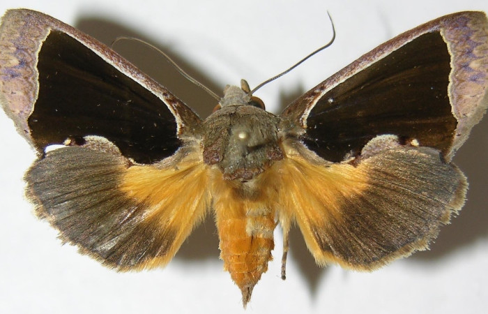 Figura 18. Adulto de <i>Gonodonta sinaldus</i> (Erebidae) parte dorsal. Voucher: 08-SRNP-31582-DHJ396210.