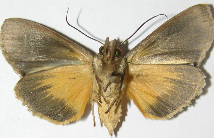 Figura 19. Adulto de <i>Gonodonta sinaldus</i> (Erebidae) parte ventral. Voucher: 08-SRNP-31582-DHJ396211.