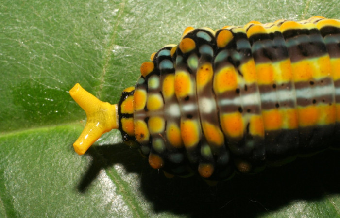 Figura 34. Larva <i>Mimoides clusoculis</i> (Papillionidae), mostrando sus osmaterios cuando se siente amenazada, también puede expulsar líquidos tóxicos. Voucher: 06-SRNP-35142-DHJ413626.jpg.