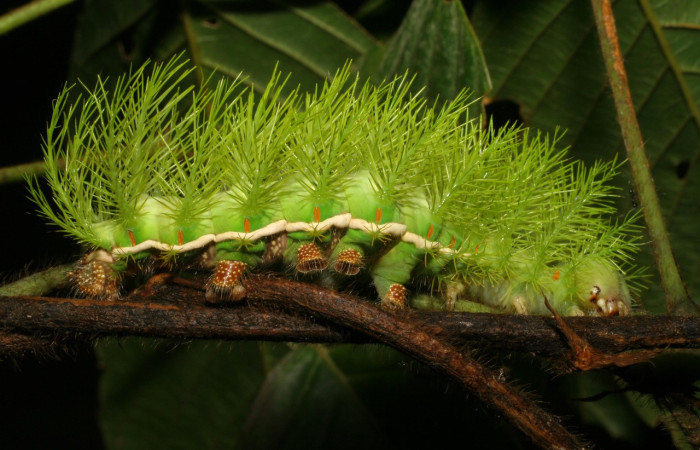 Figura 29. Larva <i>Automeris phrynon</i> de la familia (Saturniidae), vista espinas urticantes, usadas como defensa. Voucher: 07-SRNP-2171-DHJ421114.jpg.