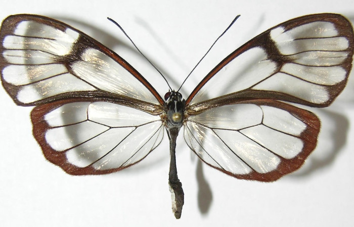 Figura 9. Alas transparentes observadas en una mariposa <i>Greta</i> championiICG03 (Nymphalidae), lo cual sucede por tener pocas escamas o carecer de ellas. Voucher: 07-SRNP-35647-DHJ373982.jpg.
