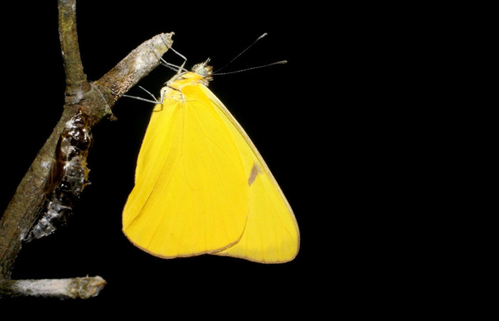 Figura 10. <i>Melete isandra</i> (Pieridae), en donde se observan seis patas insertadas en el tórax. Voucher: 08-SRNP-5863-DHJ444873.jpg.