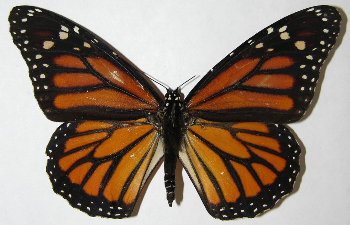 Figura 11. Dimorfismo sexual en <i>Danaus plexippus</i> (Nymphalidae), hembra sin el punto negro en alas posteriores. Voucher: 08-SRNP-70857-DHJ395022.jpg.