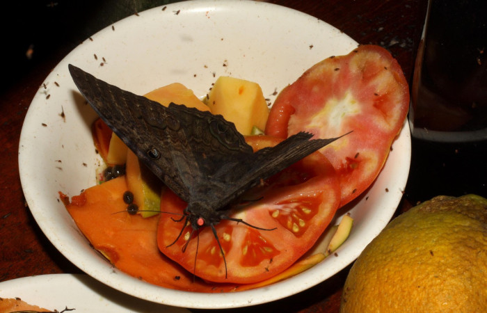 Figura 27. Mariposa <i>Ascalapha odorata</i> (Erebidae) visitando residuos de frutas y verduras para extraer jugos y sales minerales. Voucher: 10-SRNP-12927-DHJ471299.jpg.