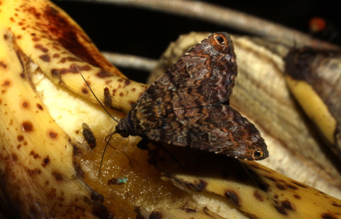 Figura 28. Mariposa <i>Coenipeta bibitrix</i> (Erebidae), visitando residuos de frutas para extraer jugos y sales minerales. Voucher: 10-SRNP-12949-DHJ471392.jpg.