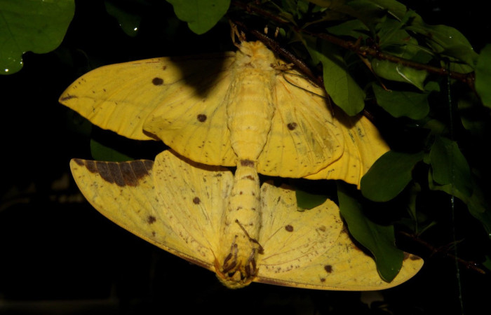 Figura 14. Reproducción o cópula de mariposas <i>Eacles</i> imperialisDHJ02 (Saturniidae). Voucher: 10-SRNP-15227-DHJ480479.jpg.
