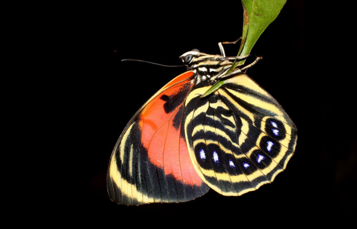 Figura 2. Características de una mariposas diurna de la especie <i>Prepona</i> philatelicaDHJ01 (Nymphalidae) colores brillantes, alas cerradas al posarse. Voucher: 10-SRNP-32203-DHJ474503.jpg.