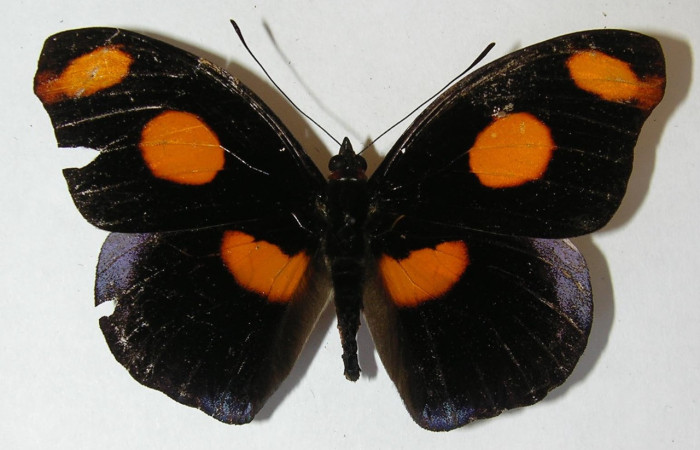 Figura 35. Mariposa <i>Catonephele esite</i> (Nymphalidae), con colores brillantes o aposemáticos en vista
dorsal. Voucher: 11-SRNP-70739-DHJ543564.jpg.