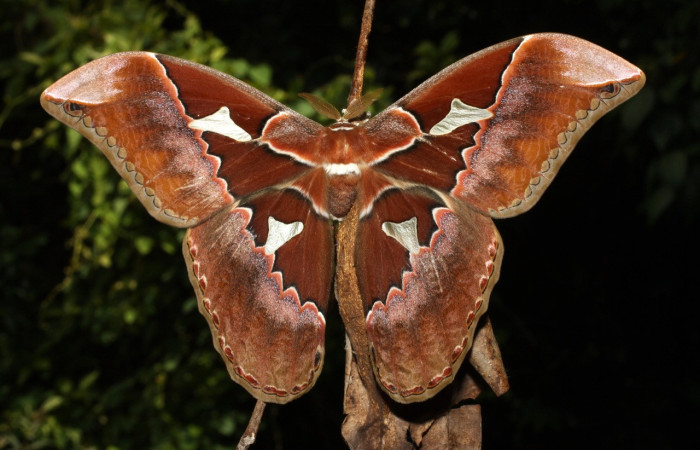 Figura 3. Características de mariposa nocturna de la especie <i>Rothschildia triloba</i> (Saturniidae), colores opacos, alas extendidas al posarse, abundante pelosidad en el cuerpo y antenas plumosas. Voucher: 13-SRNP-35603-DHJ490652.jpg.