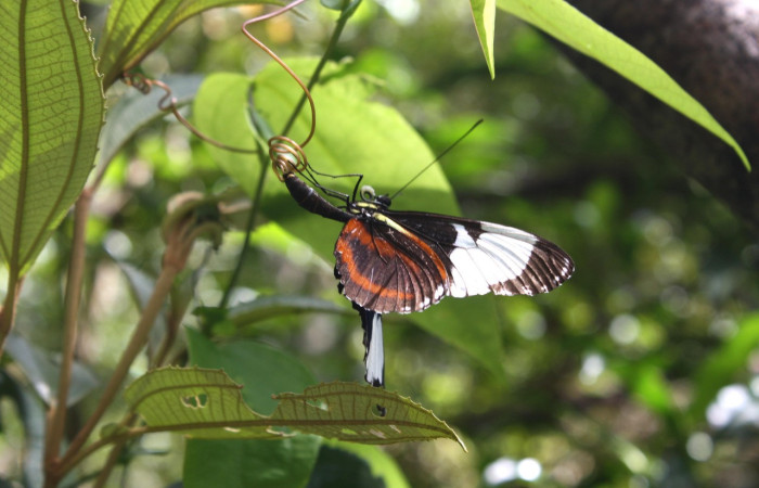 Figura 15. Mariposa <i>Heliconius galanthus</i> (Nymphalidae), ovipositando huevo en zarcillo <i>Passiflora oerstedii</i> (Passifloraceae). Voucher: 14-SRNP-35406-DHJ490798.jpg.