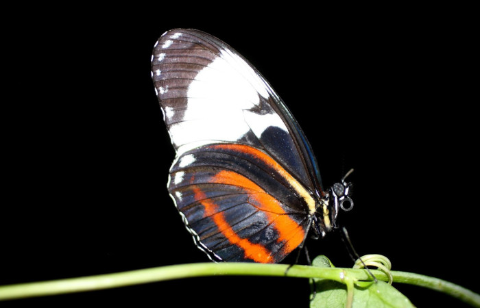 Figura 8. Alas coloridas y escamosas observadas en una mariposa diurna <i>Heliconius galanthus</i> (Nymphalidae). Voucher: 14-SRNP-35407-DHJ709010.jpg.
