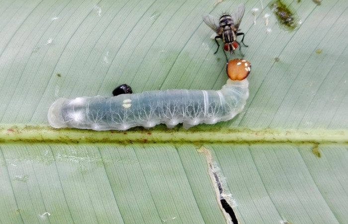 Figura 38. Mosca ovipositando huevos sobre una larva de la especie <i>Talides sergestus</i> (Hesperiidae). Voucher: 16-SRNP-65373-DHJ488288.jpg.