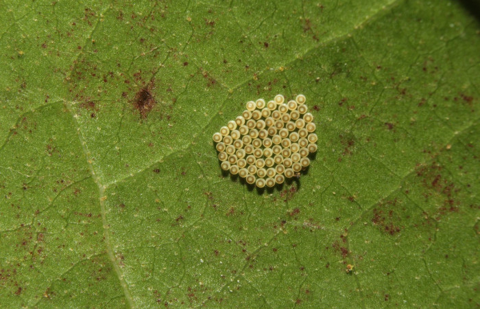 Figura 18. Huevos ordenados en forma gregaria, pertenecientes a <i>Euselasia amphidecta</i> (Riodinidae). Voucher: 17-SRNP-72613-DHJ738955.jpg.
