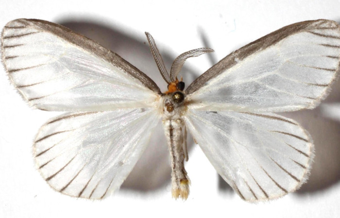 Figura 5. Forma de las antenas en una mariposa nocturna <i>Eloria torrida</i> (Erebidae), a manera de una pluma. Voucher: 17-SRNP-73143-DHJ934620.jpg.