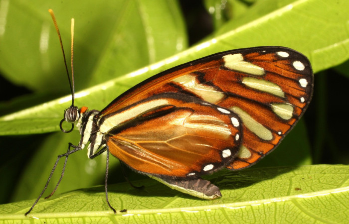 Figura 6. Forma de las antenas en una mariposa diurna de la familia (Nymphalidae) con
terminación abultada. Voucher: 19-SRNP-35613-DHJ770183.jpg.