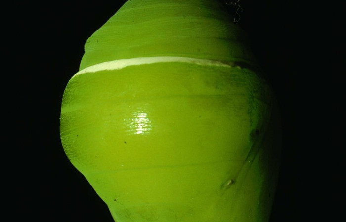 Figura 22. Pupa de mariposa diurna <i>Morpho</i> amathonteICG02 (Nymphalidae), pegada a una rama mediante el cremáster. Voucher: 93-SRNP-233-DHJ26761.jpg.
