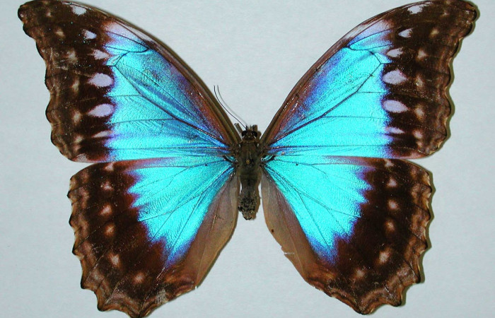 Figura 1. Adulto de <i>Morpho</i> amathonteICG02 (Nymphalidae), vista dorsal, localidad Quebrada sucia Sector San Cristóbal ACG (660m). Voucher: 99-SRNP-5763-DHJ35120.jpg.