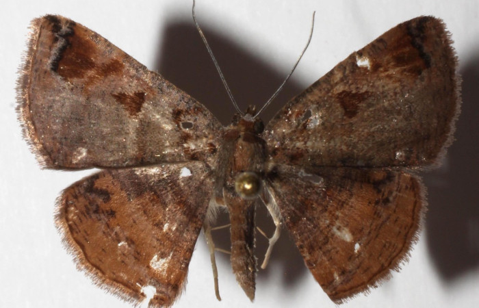 Figura 1. Adulto de <i>Ilexia picturata</i> (Geometridae), vista dorsal, localidad Ingas, Sector Pitilla ACG (580m). Voucher: 17-SRNP-31531-DHJ935112.jpg.