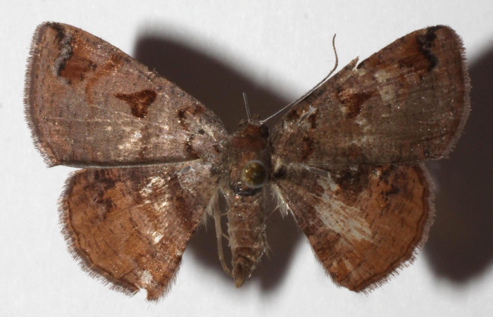 Figura 10. Adulto de <i>Ilexia picturata</i> (Geometridae), hembra vista dorsal, localidad Ingas, Sector Pitilla ACG (580m). Voucher: 17-SRNP-31534-DHJ935102.jpg.