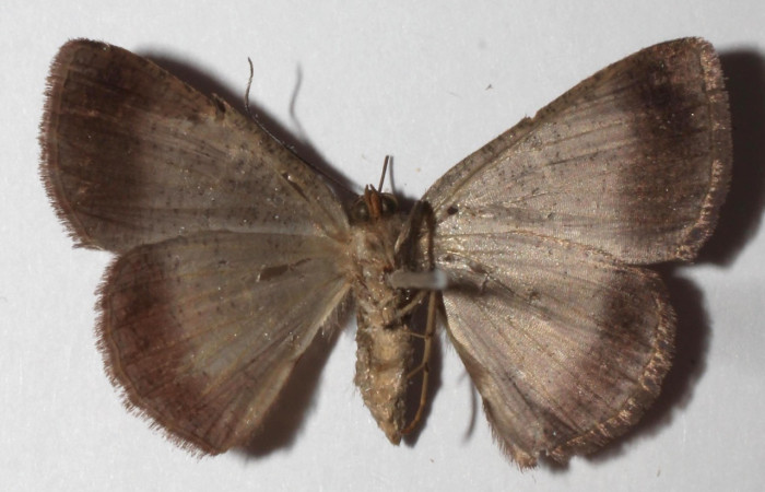 Figura 11. Adulto de <i>Ilexia picturata</i> (Geometridae), hembra vista ventral, localidad Ingas, Sector Pitilla ACG (580m). Voucher: 17-SRNP-31534-DHJ935103jpg.