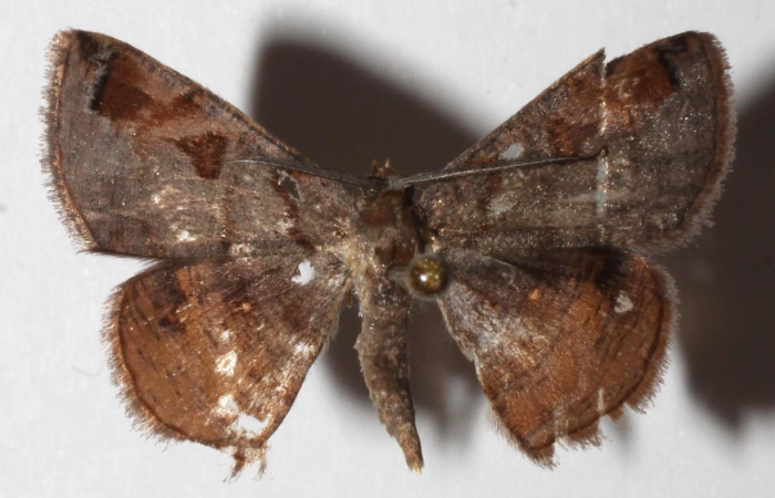 Figura 8. Adulto de <i>Ilexia picturata</i> (Geometridae), macho vista dorsal, localidad Ingas, Sector Pitilla ACG (580m). Voucher: 17-SRNP-31535-DHJ935114.jpg.