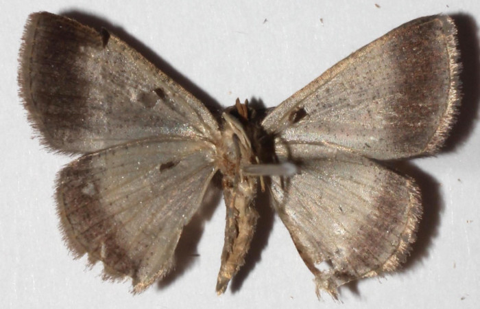 Figura 9. Adulto de <i>Ilexia picturata</i> (Geometridae), macho vista ventral, localidad Ingas, Sector Pitilla ACG (580m). Voucher: 17-SRNP-31535-DHJ935115.jpg.