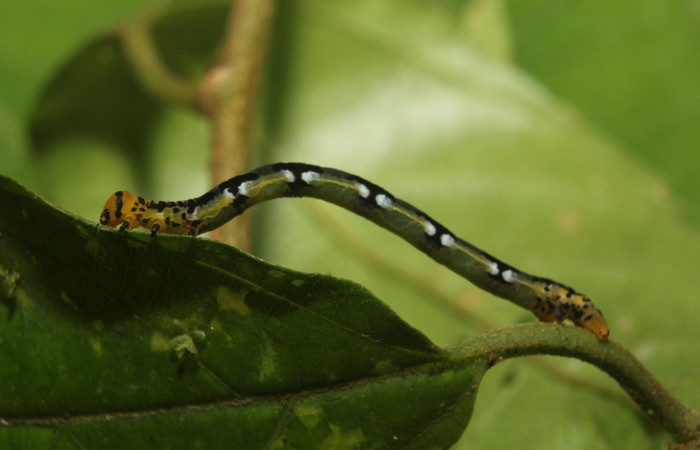 Figura 4. Larva <i>Ilexia picturata</i> (Geometridae), último estadío (U) vista lateral, localidad Leonel, Sector Pitilla ACG (510 m). Voucher: 18-SRNP-70802-DHJ742113.jpg.