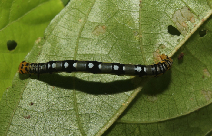 Figura 5. Larva <i>Ilexia picturata</i> (Geometridae), último estadío (U) vista dorsal, localidad Leonel, Sector Pitilla ACG (510 m). Voucher: 18-SRNP-70802-DHJ742117.jpg.