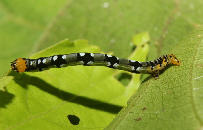 Figura 2. Larva <i>Ilexia picturata</i> (Geometridae), penúltimo estadío (PU) vista lateral, localidad Leonel, Sector Pitilla ACG (510 m). Voucher: 18-SRNP-70802-DHJ742119.jpg.
