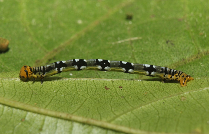 Figura 3. Larva <i>Ilexia picturata</i> (Geometridae), penúltimo estadío (PU) vista lateral, localidad Leonel, Sector Pitilla ACG (510 m). Voucher: 18-SRNP-70802-DHJ742120.jpg.