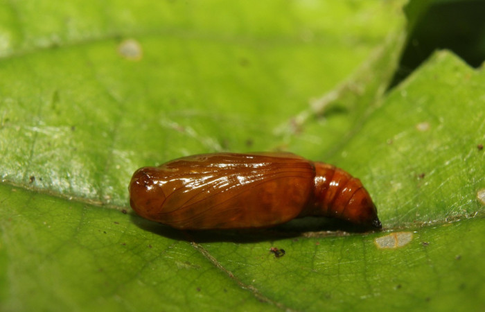 Figura 7. Pupa de <i>Ilexia picturata</i> (Geometridae), vista lateral, localidad Leonel, Sector Pitilla ACG (510 m). Voucher: 18-SRNP-71047-DHJ742452.jpg.