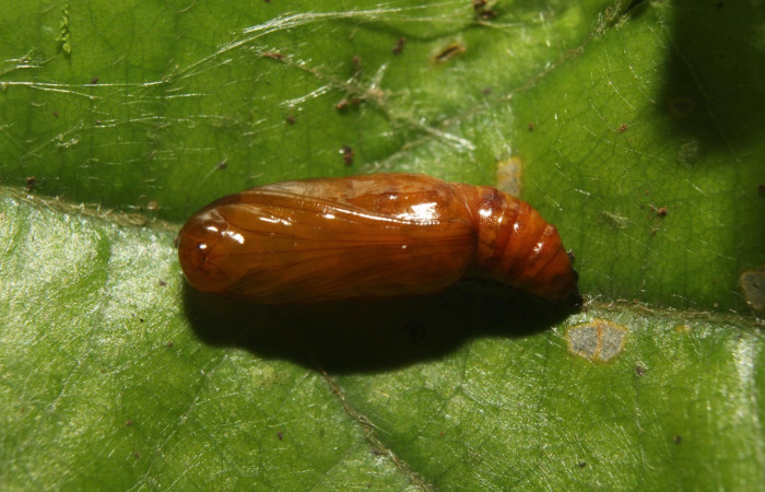Figura 6. Pupa de <i>Ilexia picturata</i> (Geometridae), vista dorsal, localidad Leonel, Sector Pitilla ACG (510 m). Voucher: 18-SRNP-71047-DHJ742453.jpg.