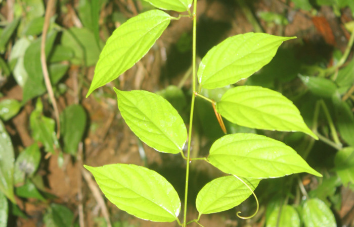 Figura 12. Planta hospedera de  <i>Ilexia picturata</i> (Geometridae planta llamada <i>Gouania hypoglauca</i> (Rhamnaceae), localidad Quebradona Estación Quica Sector Pitilla ACG (475m), foto: Ricardo Calero 04 Siembre 2023.
