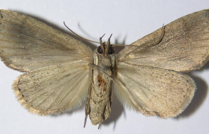 Figura 4. Adulto de <i>Phyprosopus parthenope</i> (hembra), vista ventral. (13-SRNP-67438-DHJ570479).