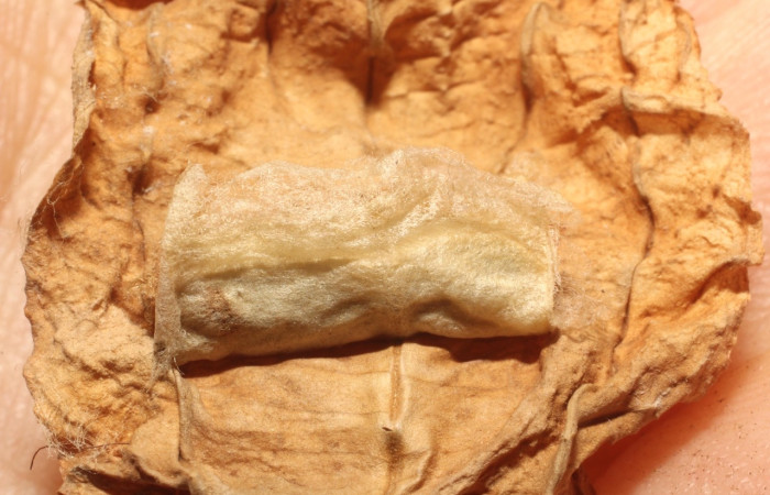 Figura 11. Detalle de exuvia de pupa <i>Phyprosopus parthenope</i>, atacada por parásito de <i>Archytas</i> Wood15, Tachinidae. (14-SRNP-20351-DHJ804817).