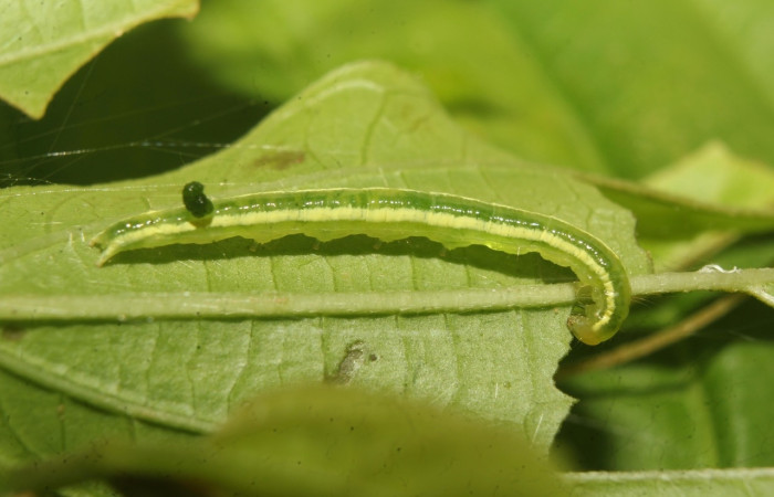 Figura 7. Larva <i>Phyprosopus parthenope</i>, Erebidae, vista lateral. (21-SRNP-71094-DHJ780673).