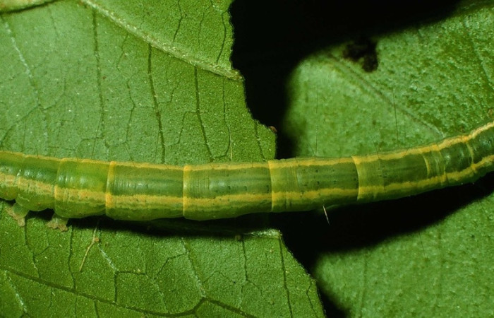 Figura 8. Larva <i>Phyprosopus parthenope</i>, Erebidae, vista dorsal. (97-SRNP-9577-DHJ43775).