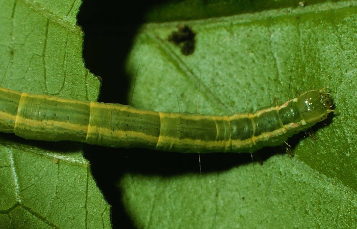 Figura 9. Larva <i>Phyprosopus parthenope</i>, Erebidae, vista lateral. (97-SRNP-9577-DHJ43785).