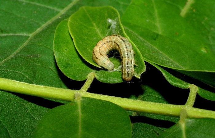 Figura 6. Prepupa de la larva <i>Pococera sabbasap</i> (Pyralidae Posición envuelta de ceda en la hoja de la planta <i>Gliricidia sepium</i> (Fabaceae). 06-SRNP-55710-DHJ417662.jpg.