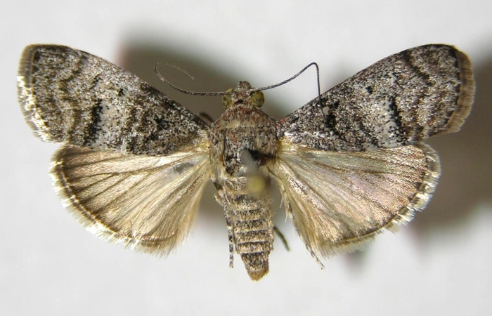 Figura 10. Adulto <i>Pococera</i> sabbasaDHJ01 (Pyralidae). Posición dorsal. Área de Conservación Guanacaste, Sector Santa Rosa. 06-SRNP-55714-DHJ349814.