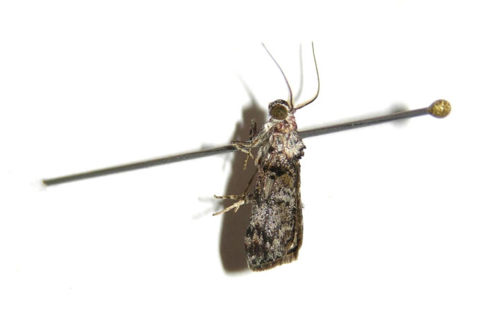 Figura 12. Adulto <i>Pococera</i> sabbasaDHJ02 (Pyralidae). Posicion lateral. Área de Conservación Guanacaste, Sector Santa Rosa. 07-SRNP-12540-DHJ381399.