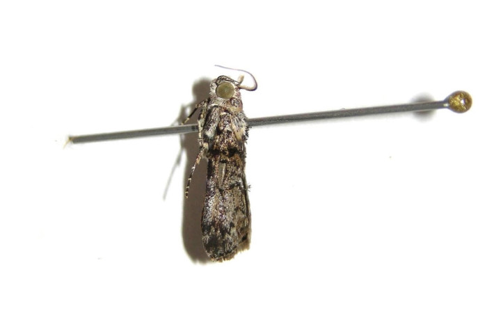 Figura 13. Adulto <i>Pococera</i> sabbasaDHJ02 (Pyralidae). Posicion lateral. Área de Conservación Guanacaste, Sector Santa Rosa. 07-SRNP-12541-DHJ381400.