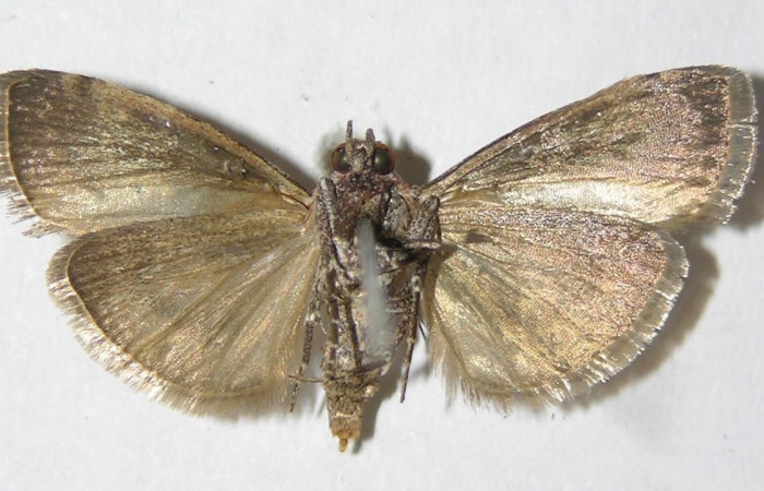 Figura 18. Adulto <i>Pococera</i> sabbasaDHJ04 (Pyralidae). Posición ventral. Área de Conservación Guanacaste, Sector Santa Rosa. 08-SRNP-16938-DHJ501857.