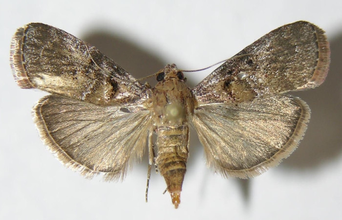 Figura 17. Adulto <i>Pococera</i> sabbasaDHJ04 (Pyralidae). Posición dorsal. Área de Conservación Guanacaste, Sector Santa Rosa. 08-SRNP-16942-DHJ501850.