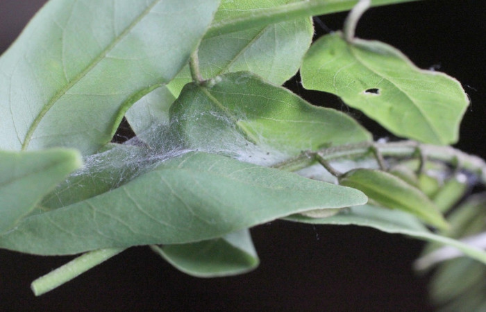 Figura 7. Prepupa de la larva <i>Pococera</i> sabbasaDHJ03 (Pyralidae Posición envuelta de ceda en la hoja de la planta <i>Gliricidia sepium[/]i (Fabaceae), foto ilustrativa. 14-SRNP-2650-DHJ487484.jpg.