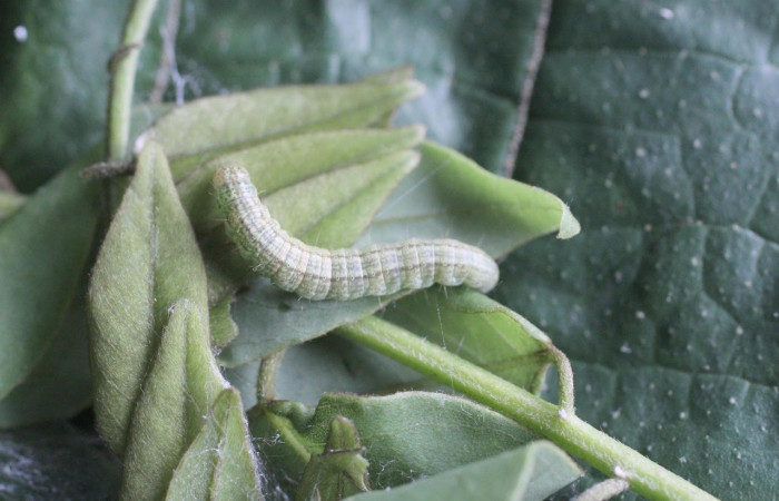 Figura 14. Larva <i>Pococera</i> sabbasaDHJ03 (Pyralidae Posición dorsal en la hoja de la planta <i>Gliricidia sepium</i> (Fabaceae). 14-SRNP-2650-DHJ487488.jpg.
