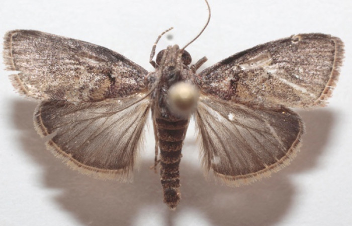 Figura 9. Adulto <i>Pococera sabbasa</i> (Pyralidae). Área de Conservación Guanacaste, Sector Santa Rosa. 21-SRNP-55143-DHJ723729.jpg.