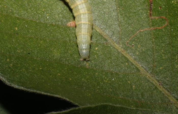 Figura 4. Larva <i>Pococera sabbasa</i> (Pyralidae). Posición cola en la hoja de la planta <i>Lonchocarpus minimiflorus</i> (Fabaceae). 21-SRNP-55468-DHJ712935.jpg.