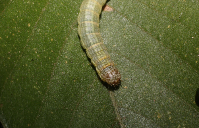 Figura 5. Larva <i>Pococera sabbasa</i> (Pyralidae). Posición cabeza en la hoja de la planta <i>Lonchocarpus minimiflorus</i> (Fabaceae). 21-SRNP-55468-DHJ712940.jpg.
